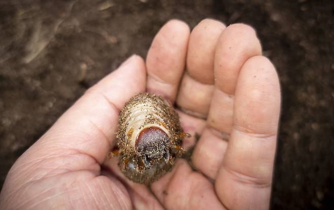 권혁재 핸드폰사진관/장수풍뎅이 애벌레