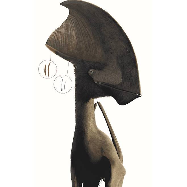 깃털이 있는 익룡 투판닥틸루스를 복원한 모습. 화석 분석 결과 투판닥틸루스는 외가닥으로 된 짙은 색의 털과 가지가 있는 밝은 색 털, 두 종류의 깃털이 있었던 것으로 밝혀졌다. (출처: Julio Lacerda)