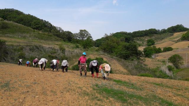 4월 28일 경기 연천 율무 밭에서 농민들이 손으로 직접 율무 묘종을 심고 있다. 연천군 제공