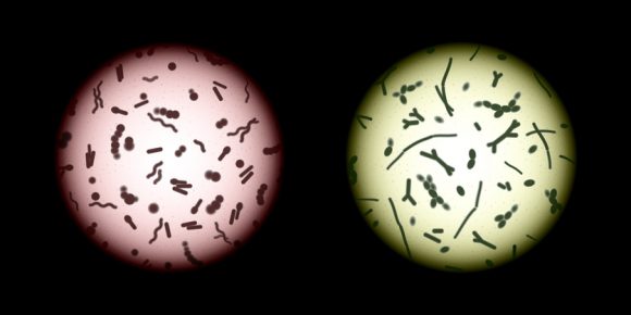 사람의 미생물군(microbiota). [사진=게티이미지뱅크]