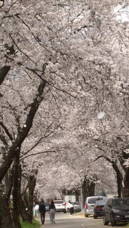 작년 봄 송광사 가는 길목 벚꽃터널. 올해도 이미 벚꽃은 졌다. 아직 철쭉은 남아있다.