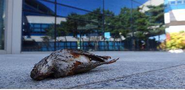 건물 유리창과 충돌해 죽은 새 [환경부 제공. 재판매 및 DB 금지]