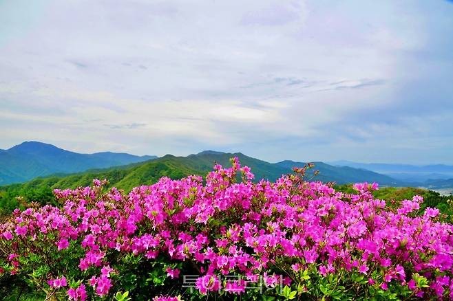 지리산 운봉 바래봉 철쭉