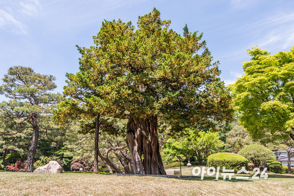 제20대 윤석열 대통령의 취임식일인 10일 오후 서울 종로구 청와대 경내 문화유산인 청와대 수궁터의 744년 된 주목 모습. [사진=인수위사진기자단]