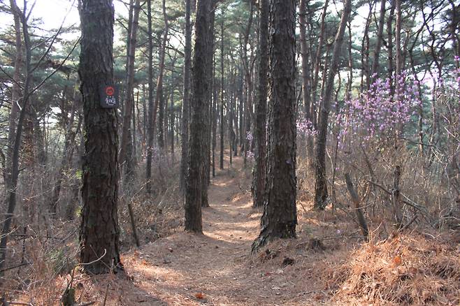 원주 치악산 둘레길 전경. 원주시 제공