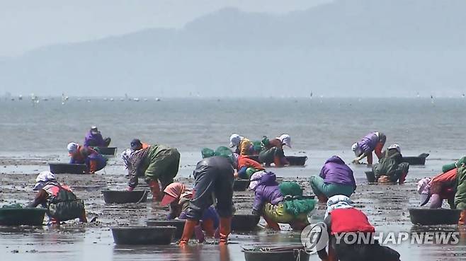 패류 채취 [연합뉴스TV 제공]