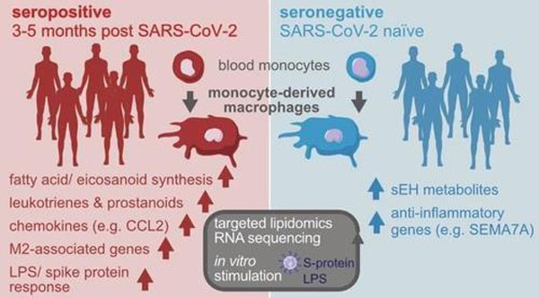 코로나19와 대식세포 작용 [카롤린스카 의대 등 연구진, 2022년 3월 저널 '점막 면역학' 논문 캡처]