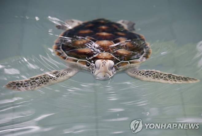 바다거북 [EPA 연합뉴스 자료사진. 재판매 및 DB 금지]