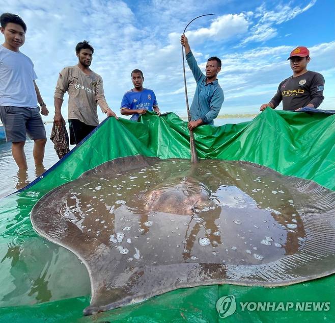 메콩강에서 잡힌 무게 180㎏짜리 거대 민물 가오리 [AFP 연합뉴스 자료사진. 재판매 및 DB 금지]