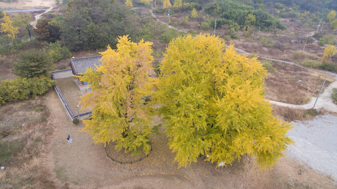왼쪽부터 수직형 암나무, 방사형 수나무. 세종시 관광문화재과 제공.