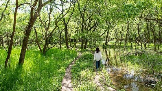 고창 운곡습지는 자연의 놀라운 회복력을 볼 수 있는 생태관광 명소다. 사진 속 장소는 1980년대 초까지 쌀농사를 짓던 농지였는데 농민이 이주한 뒤 40년 동안 방치됐다. 그 사이 버드나무가 밀림처럼 자랐고 800종이 넘는 동식물이 터잡고 살게 됐다.