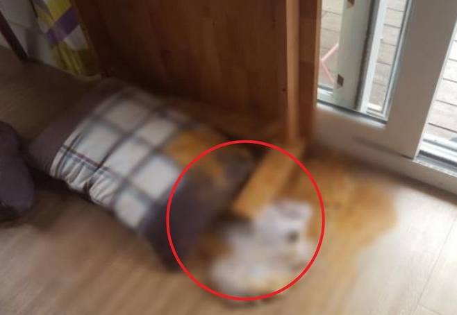 ⓒ네이버 '아프니까 사장이다'