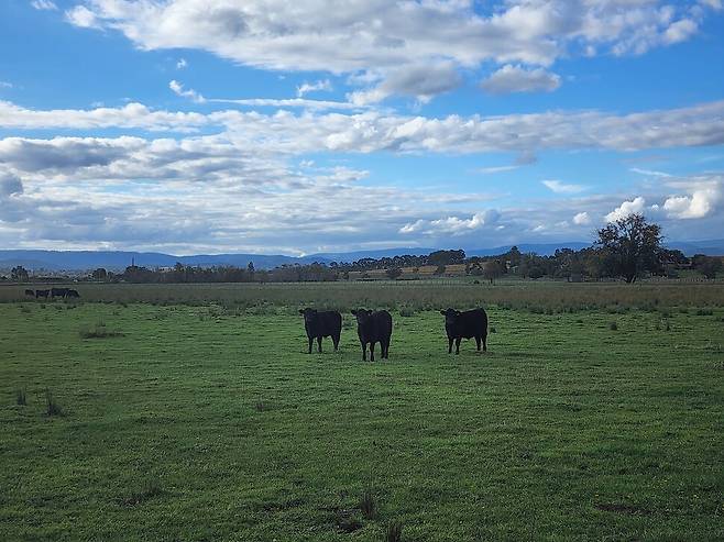 오스트레일리아에서 볼 수 있는 흑소. 허윤희 기자