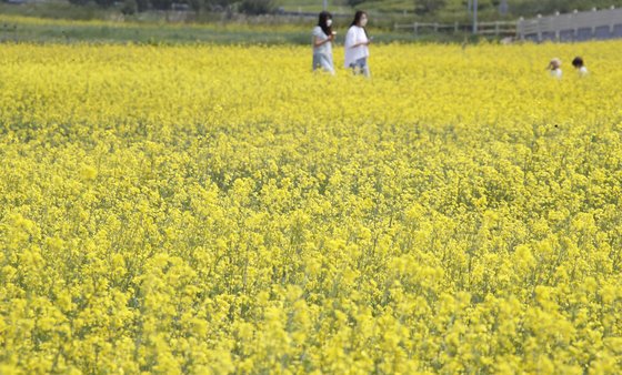 13일 인천공항 하늘정원에 나들이를 나온 시민들이 만개한 유채꽃과 함께 즐거운 시간을 보내고 있다. 뉴스1