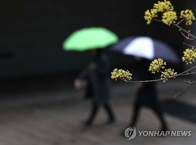 서울 청계천 주위에 핀 산수유 아래로 시민이 우산을 쓰고 지나가고 있다. [연합뉴스 자료사진]