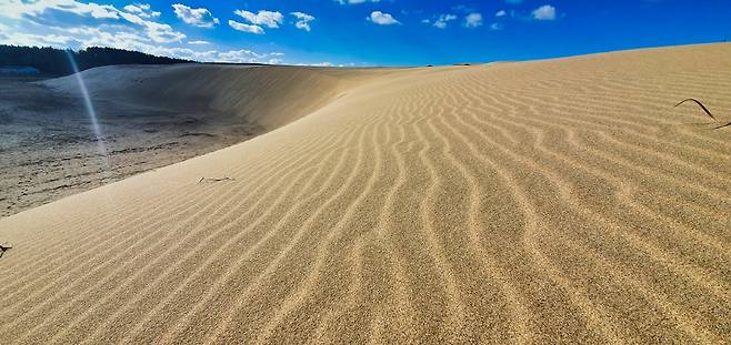 태안 신두리 해안 사구 [태안군 제공. 재판매 및 DB 금지]