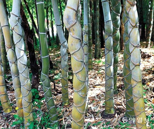 거북이 등껍질 모양의 구갑죽.