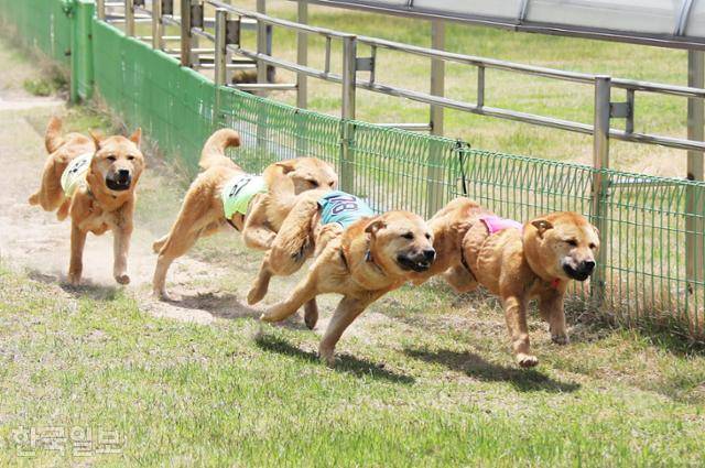 진도개테마파크에서 열리는 진돗개 경주. ⓒ박준규