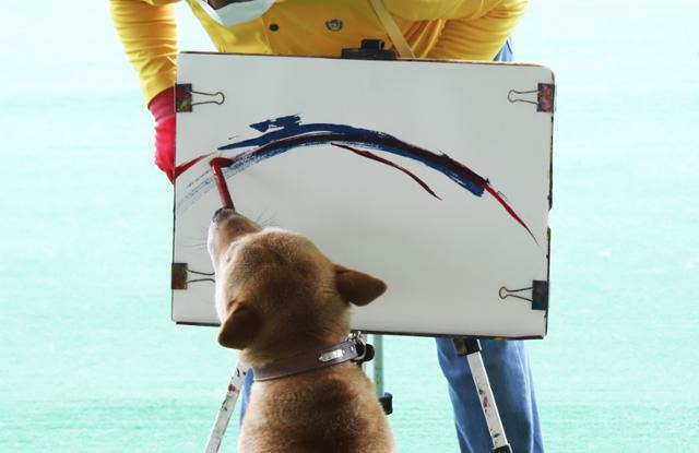 진도개테마파크에서 진돗개 한 마리가 그림그리기 묘기를 선보이고 있다. ⓒ박준규