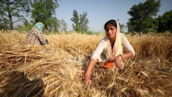 인도에서 밀을 수확하는 모습. 연합뉴스