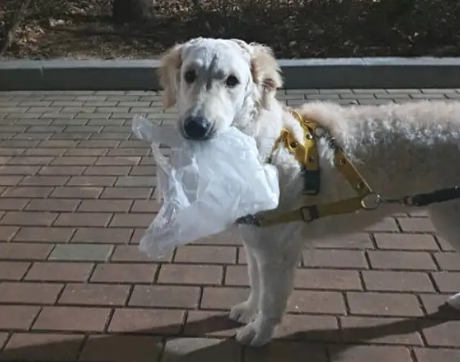 비키님의 반려견, 감자. /사진=쓰줍인