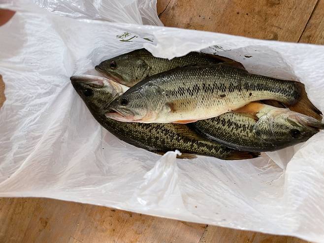 국립공원인 보은군 속리산면 삼가리 삼가저수지에서 포획된 큰입배스. 국립공원공단 속리산사무소 제공.