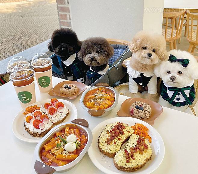 반려견을 위한 곰돌이 정식이 준비돼 있다.