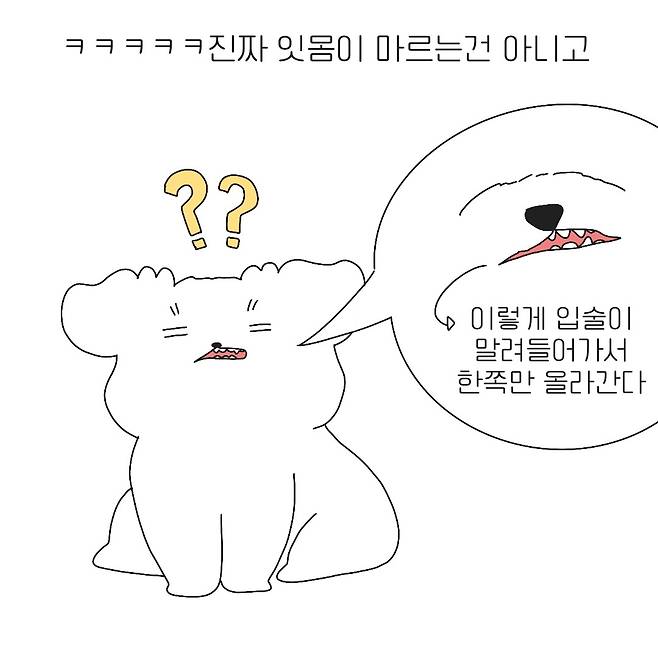 잇몸 마른 강아지 표정 ㅋㅋ 