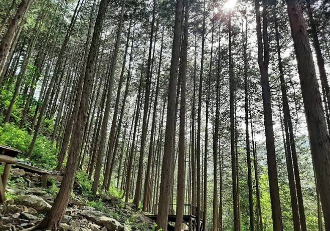 편백숲에 자리한 널찍한 나무평상