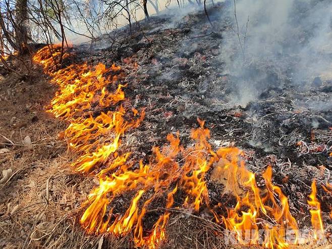 산불(쿠키뉴스DB)