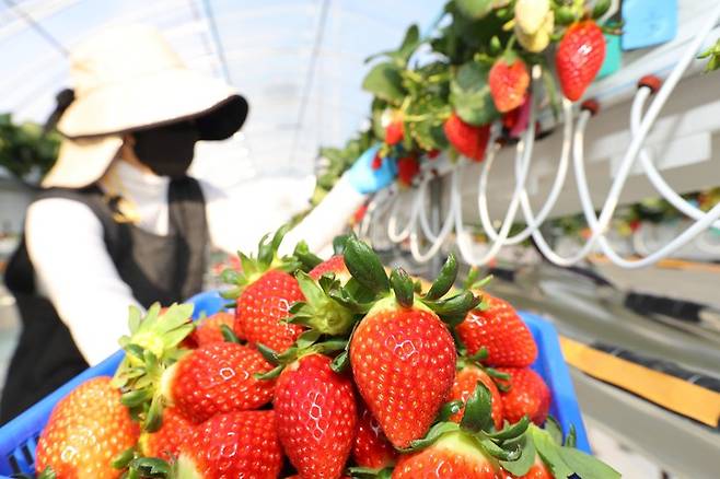 [서울=뉴시스] 딸기 수확 모습. (사진=농촌진흥청 제공) 2022.01.03. photo@newsis.com *재판매 및 DB 금지