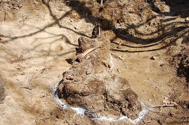 2012년 포항시 입암리에서 발굴된 고 김종술 일병의 유해 발굴 당시 모습.(사진=국방부)