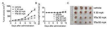 FGFR3-V555M-Ba/F3 이식한 마우스 모델을 이용한 17a의 생체효능, 선도물질 17a를 투여한 마우스모델은 체중감소 없이 동일 용량(30mpk)에서 종괴생장억제력이 69.5%로 기존 저해제 인피그라티닙을 투여한 결과(51%) 보다 더 우수한 결과를 보이고 용량에 비례하는 생체효능을 보였다.