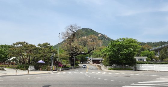 가운데 길로 따라 올라가면 자하문이다. 왼쪽이 무궁화동산, 오른쪽이 칠궁이다. 사진 가운데 서 있는 키큰 나무는 회화나무인데 연세 사백살이 훨씬 넘었다.