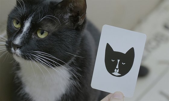 고양이는 같이 살고 있는 다른 고양이의 이름에 반응을 보인다. 사진은 다큐멘터리 '고양이들의 아파트' 자료사진. 사진 엣나인필름, 메타플레이