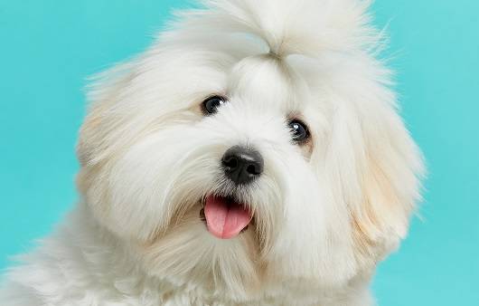 반려견의 이물 삼킴은 건강에 위협이 될 수 있다| 출처: 게티이미지 뱅크