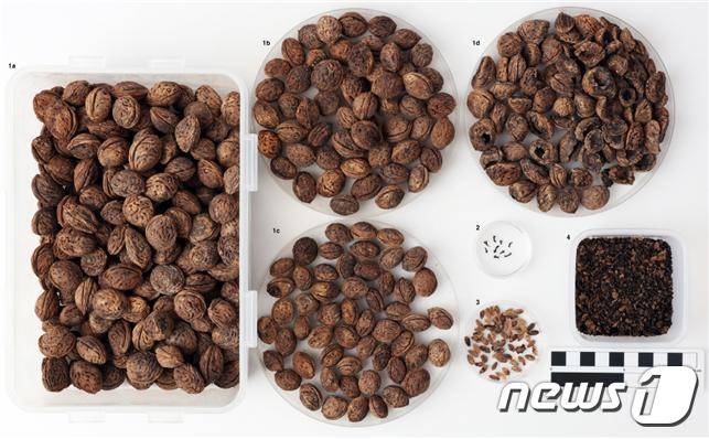 경남 김해대성동고분군 귀족무덤에서 출토된 복숭아 씨앗. (대성동고분박물관 제공) © 뉴스1