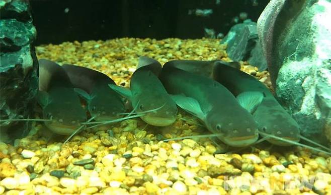 토종물고기 '미유기'