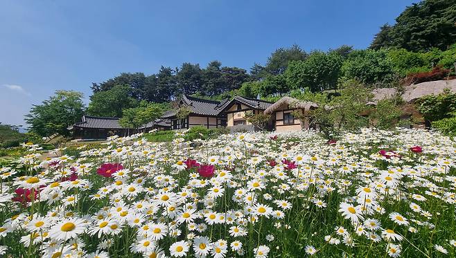 지난 17일 강원 강릉시 전통 고택인 선교장에 국화과의 마가렛꽃이 활짝 핀 모습. [사진 출처 = 연합뉴스]