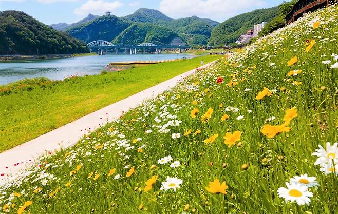 남한강과 계절 꽃.(사진=단양군 제공) *재판매 및 DB 금지