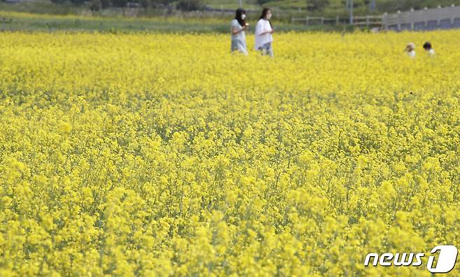 날씨가 화창한 13일 인천공항 하늘정원에 나들이를 나온 시민들이 만개한 유채꽃과 함께 즐거운 시간을 보내고 있다. 2022.5.13/뉴스1 © News1 권현진 기자