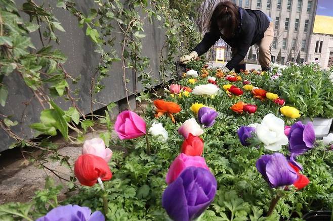 포근한 봄 날씨를 보이는 3월 서울 중구 서울광장에서 조경업체 관계자들이 꽃을 심고 있다. ⓒ데일리안 류영주 기자