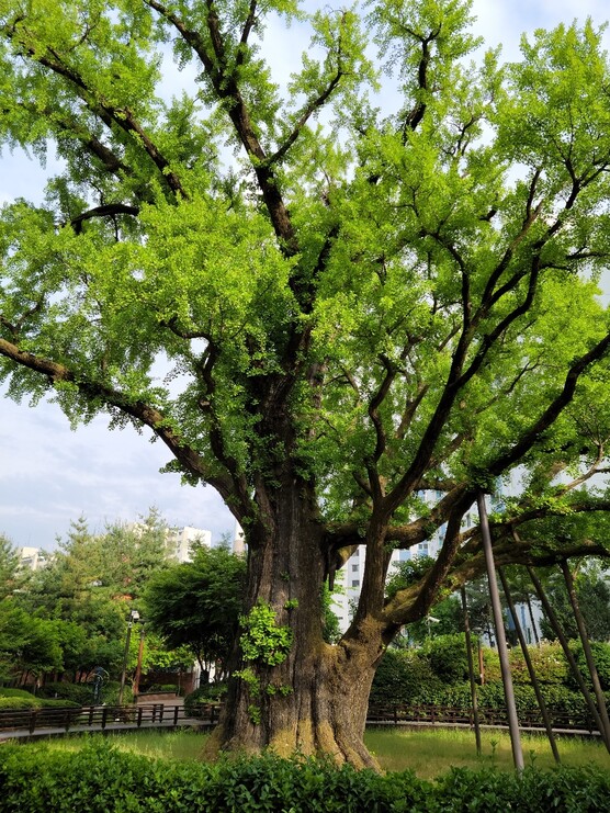 서울시 도봉구 방학동에 있는 884살 은행나무. 지상 1.5m에서 4개의 큰 가지가 갈라지고 수형이 웅장하다. 이번에 정밀 건강검진을 받는다. 서울시 제공