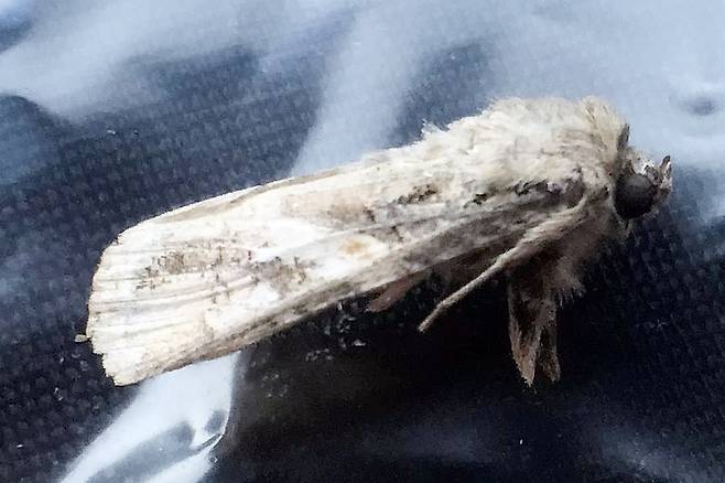 [제주=뉴시스] 제주에서 확인된 ‘비래해충’ 열대거세미나방 성충.  (사진=제주도농업기술원 제공) 2022.05.19. photo@newsis,com *재판매 및 DB 금지