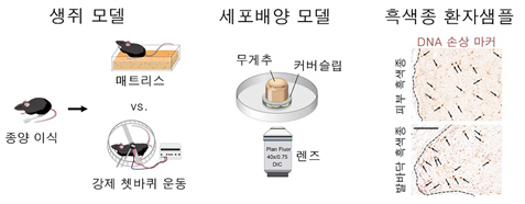 체중부하가 발바닥 흑색종 발달에 미치는 영향을 확인하기 위해 실시한 실험들/연세의대 제공