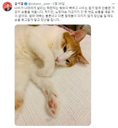 윤석열 대통령의 반려묘 나비의 모습 / 사진=윤석열 대통령 트위터