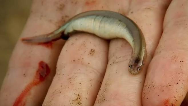 아마존 강에 서식하는 물고기 칸디루(Candiru)의 모습. /사진=유튜브 'river monster' 캡처