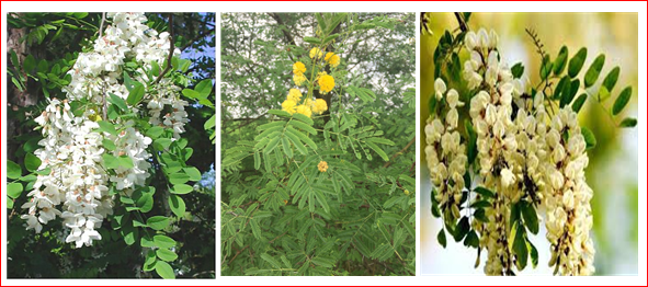 왼쪽부터 아까시나무, 아카시아, 회화나무.