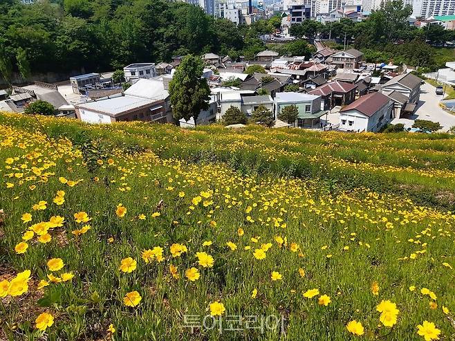 금계국 만개한 순천드라마촬영장