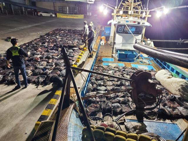 경북 포항해양경찰서는 불법 포획한 고래고기 339자루가 실린 9.77톤급 어선을 적발했다. 포항해양경찰서 제공